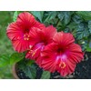 Red Hibiscus From Hawaii 2 Pack
