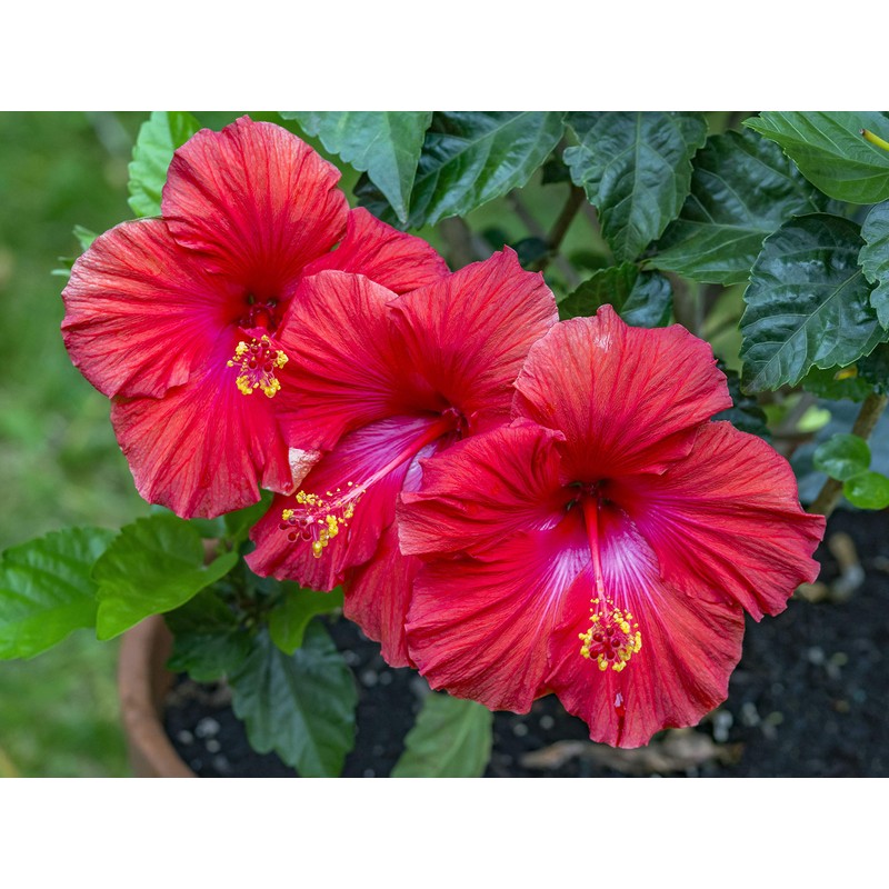 Red Hibiscus From Hawaii 2 Pack