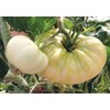 Seeds4planting - Seeds Snow Great White Beefsteak Tomato Giant Heirloom