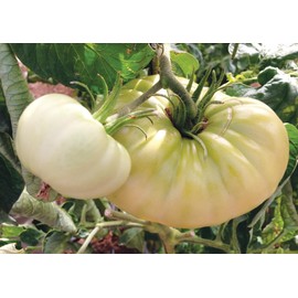 Seeds4planting - Seeds Snow Great White Beefsteak Tomato Giant Heirloom Vegetable Non GMO