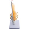 monolife Knee Joint Model, Knee Joints, Ligaments, Meniscus Model, Medical,