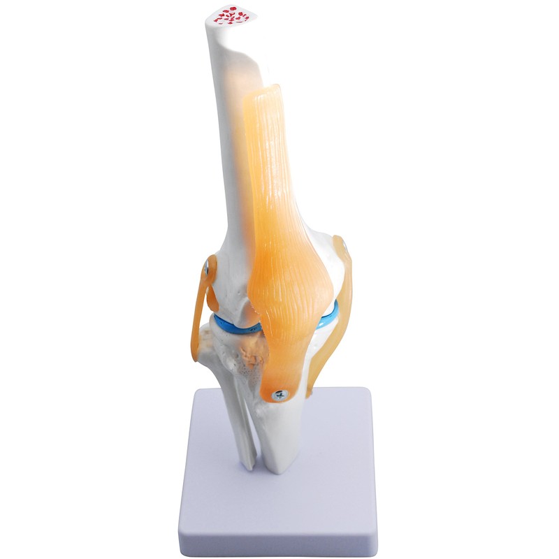 monolife Knee Joint Model, Knee Joints, Ligaments, Meniscus Model, Medical,