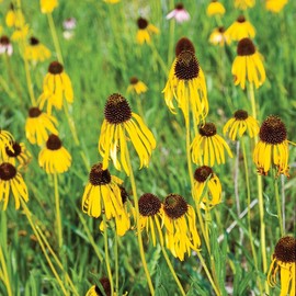 Ozark Yellow Coneflower Seeds (Echinacea paradoxa) 100+ Heirloom Wildflower Seeds