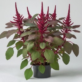 Red Garnet Amaranth Seeds - Heirloom, Non-GMO, 100+ Seeds, Vibrant Microgreens & Ornamental Plant for Home Gardening. Stunning Plant for Every Garden.