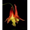 Buy Rare Seeds Aquilegia canadensis | Canadian Eastern Red Columbine
