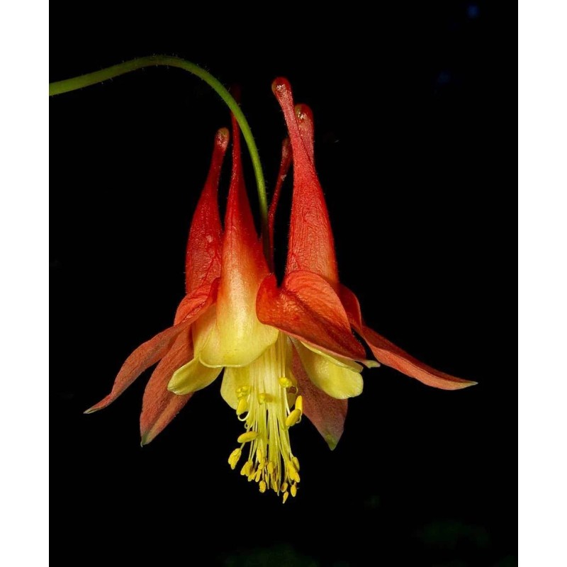 Buy Rare Seeds Aquilegia canadensis | Canadian Eastern Red Columbine