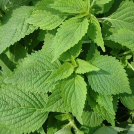 Southeast Seeds Green Shiso Seeds, Perilla, Beefsteak Plant, Korean Basil, NON-GMO, FREE SHIP - 3500 Seeds or 1/4 OZ
