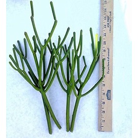Pencil Cactus, Firesticks, aka Euphorbia Tirucalli > 6 Heathy Succulent Cuttings
