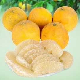 Home-Growth Sweet Pomelo, Citrus Maxima - Yellow Rind & Yellow Flesh - 10 Seeds 2023 - USA