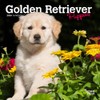 Golden Retriever Puppies | 2024 7 x 14 Inch Monthly