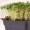 Broccoli Microgreens Seeds - 1 Lb ~16,000 Seeds - High