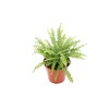 Lemon Buttons Fern - 4'' from California Tropicals