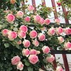 MOCCUROD 100pcs Pink Climbing Rose Vine Seeds - Amazing Growth
