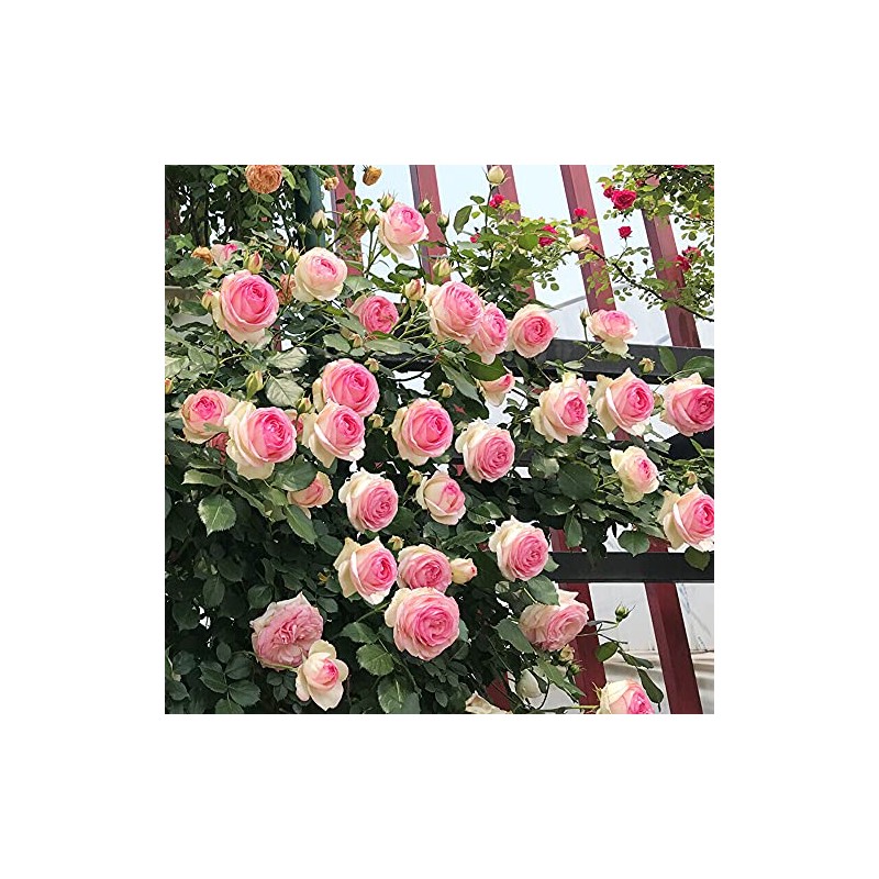 MOCCUROD 100pcs Pink Climbing Rose Vine Seeds - Amazing Growth