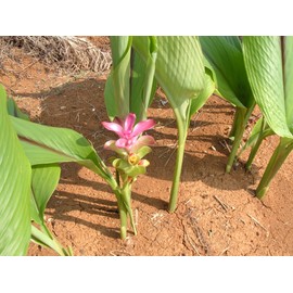 Moringa Gold 0.01 oz (0.25 g) x 150 Capsules