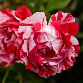 Own-Root One Gallon Stars 'n' Stripes Forever Shrub Rose by Heirloom Roses