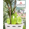 Scheurich Set of 4 Watering Balls, 220 ml, Orange Water