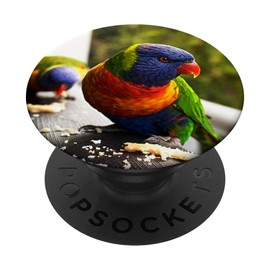 Colored Parrot Parakeet Tropic Bird Exotic Pet