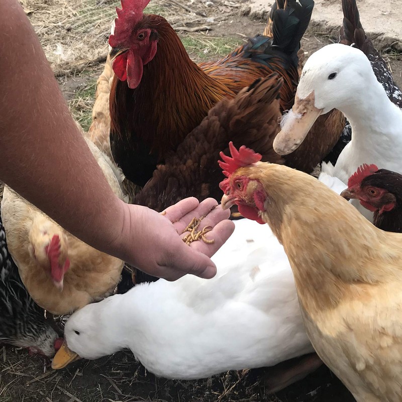 Buffalo Tools DMW5 5Lb Dried Mealworm