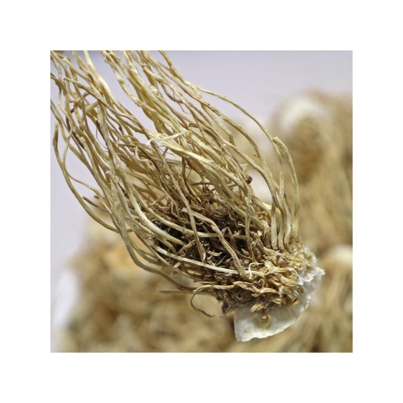 Chamdoori Chongbaek Green Onion Root 300g (domestic) / 참두리 총백
