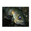 Harimitsu (harimitu) Lure mbl07 barondo-ru 8pcs Luminous Series 55 mm/4.0
