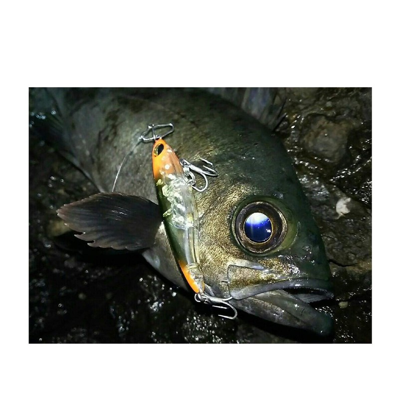 Harimitsu (harimitu) Lure mbl07 barondo-ru 8pcs Luminous Series 55 mm/4.0