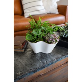 The HC Companies 6 Inch Venus Succulent Planter - Unique Decorative Shallow Plastic Plant Pot with Drainage, Vanilla Bisque