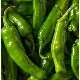 SHISHITO PEPPER SEEDS 20+ ASIAN vegetable GARDEN hot CAPSICUM ANUUM FREE SHIP