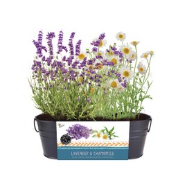 Buzzy Seeds Chamomile & Lavender | Herb, Plant, Flower Starter Kit for Kids & Adults | Zen Windowsill Garden Grow Kit | Guaranteed to Grow | Best Indoor Grow Your Own Plant Gardening Gift