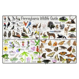 Pennsylvania Wildlife Guide Nature Poster - Science Chart Divided into State Birds, Mammals, Wildflowers, and Butterflies (12" x 18")