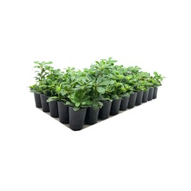 Compact Green Pittosporum | 10 Live Plants | Pittosporum Tobira | Beautiful Fragrant Flowering Low Maintenance Shrub
