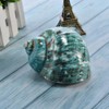 Wixine 1Pcs 10cm Green Turbo Natural Rare Real Sea Shell
