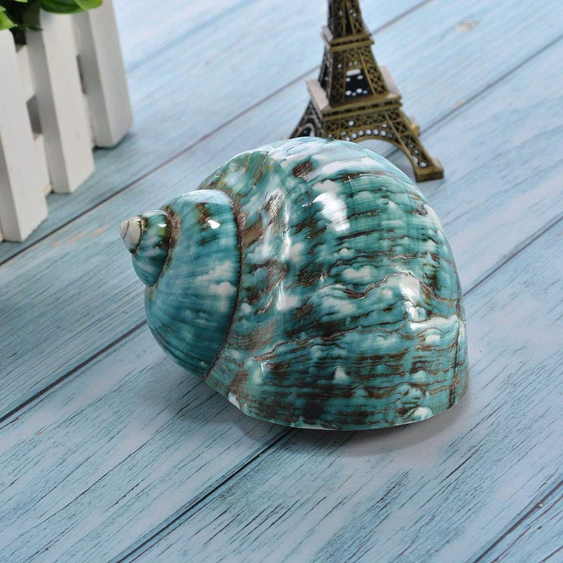 Wixine 1Pcs 10cm Green Turbo Natural Rare Real Sea Shell