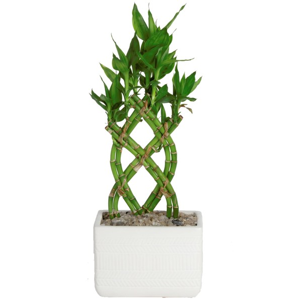 Costa Farms Lucky Bamboo Plant, Easy to Grow Live Indoor Houseplant in Ceramic Planter Pot, Potting Mix, Grower's Choice, Perfect for Home Tabletop, Office Desk, Shelf, Zen Room Decor, 12-Inches Tall