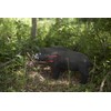 Shooter Field Logic 3D Archery Hog Target, Black, One Size