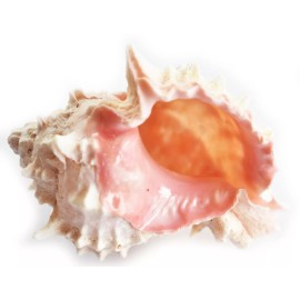 One Large Pink Murex Shell 4-4 1/2"  Beach Wedding Crafts Decor Hermit Crab