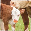 Parliky 10pcs Cattle Prevent Sucking Clip Plastic Calf Weaning Tool