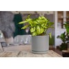 D'vine Dev 6 Inch & 8 Inch Ceramic Planter Pots