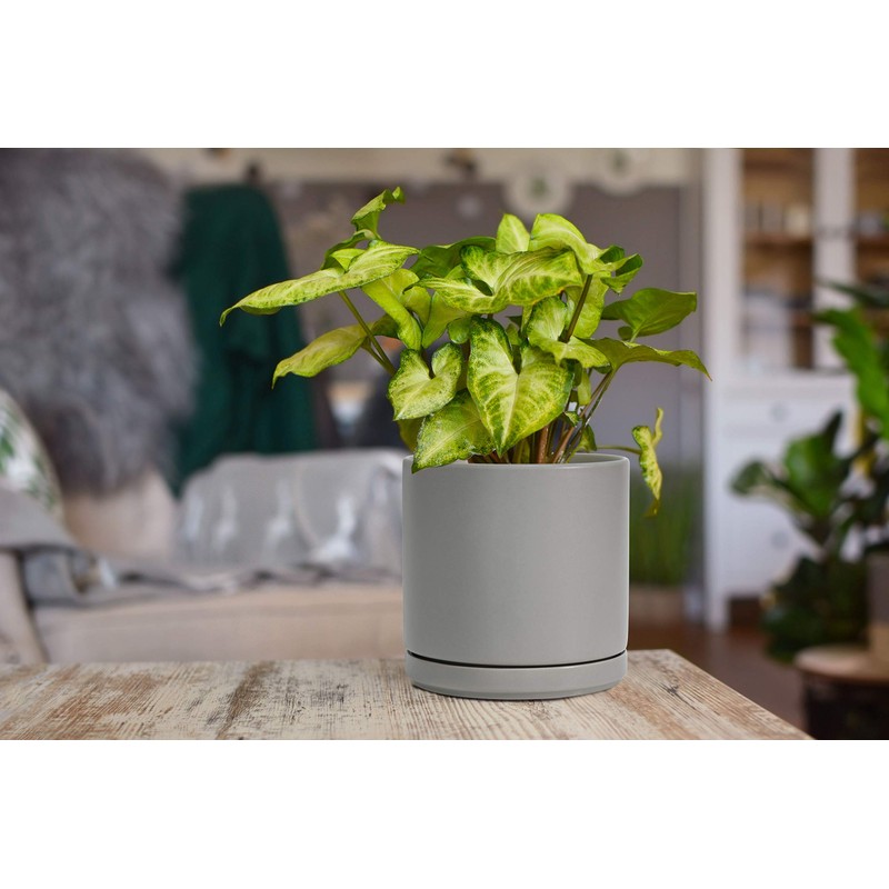 D'vine Dev 6 Inch & 8 Inch Ceramic Planter Pots