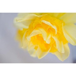Yellow Daffodil Art Unframed Spring Floral Print Flower Photography Dreamy Wall Decor Botanical Garden Photo Gift 5x7 8x10 8x12 11x14 12x18 16x20 16x24 20x30 24x36