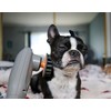 PAW WAVE PERK Percussion Pet Massager for Dogs and Cats
