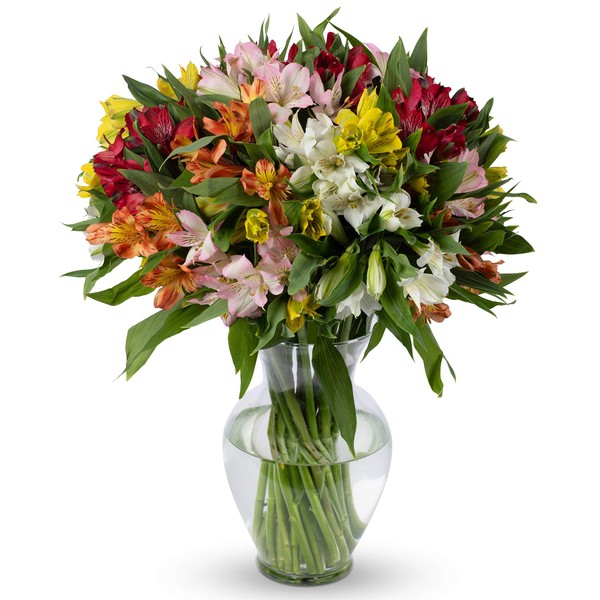 BENCHMARK BOUQUETS – 25 Stem Peruvian Lilies Bouquet, Prime Delivery, Free Vase, Farm Direct Fresh Flowers, Gift for Anniversary, Birthday, Congratulations, Get Well, Home Décor, Sympathy, Thank You.