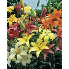 Lily, Asiatic Mix, Bulbs, Pack of 6 (SIX), Easy to Grow, Colorful Mix, Lillies