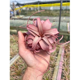 Air Plant Tillandsia Xerographica Red Infused 5" Wide by Garden in the City/Ships from California/Greenhouse Grown