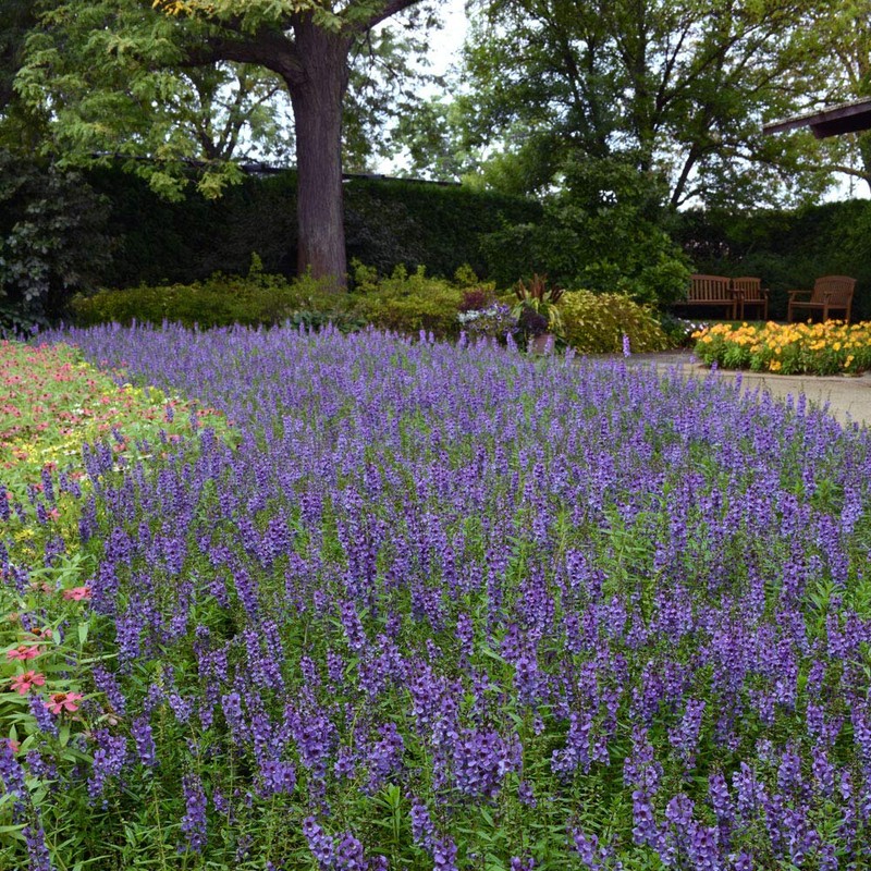 Outsidepride Angelonia Serena Blue - 15 Seeds