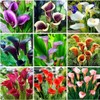100Pcs Calla Lily Seeds Beautiful Flowers