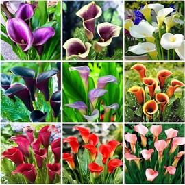 100Pcs Calla Lily Seeds Beautiful Flowers