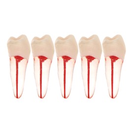 5Pcs Dental Root Canal Pulp Cavity Teeth Model Endodontic Practice RCT Typodont M8007 11# 14# 16# 21# 33# 34# 35# 36# 44# 45# Practicing Study Teach (5Pcs-M8007-45#)