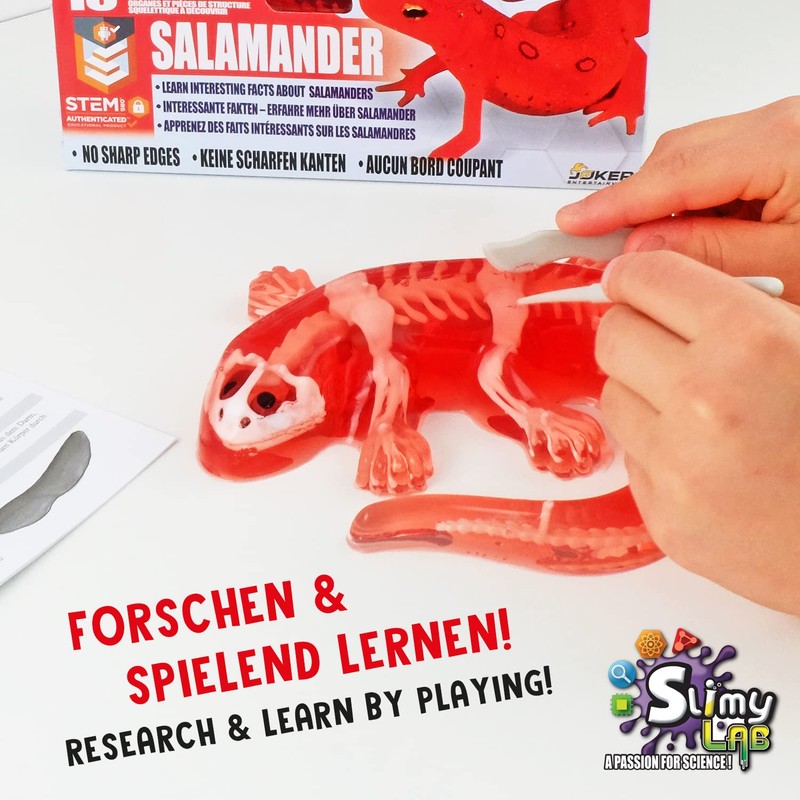 Slimy Original Lab Dissect-IT Salamander - Experiment & Research Dissecting