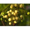 Chinaberry, Melia Azedarach Tree Seeds (30 Seeds) | Fast-Growing, Showy